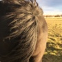 “tail in wind”
