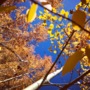 “noels aspen”