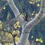 “” (<a href='/inquire.php?gallery=aspen&file=10610_012.jpg&caption='>Inquire about this piece</a>)