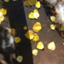 “mssg 2017” (<a href='/inquire.php?gallery=aspen&file=IMG_0816.JPG&caption=mssg 2017'>Inquire about this piece</a>)
