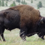 “” (<a href='/inquire.php?gallery=buffalo&file=092407_033.jpg&caption='>Inquire about this piece</a>)