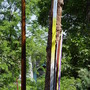 “tree totem”