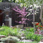 “red bud and tulips”